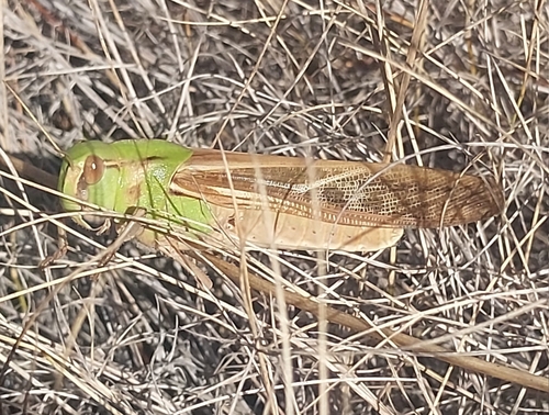 Migratory Locust