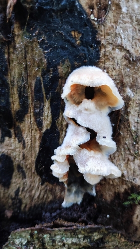 Trembling Crust