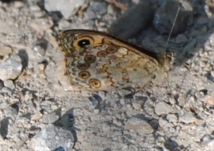 Wall Brown