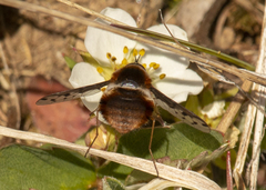 Bombylius pygmaeus