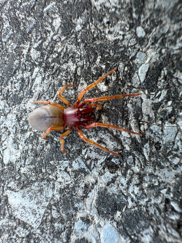 Woodlouse Spider