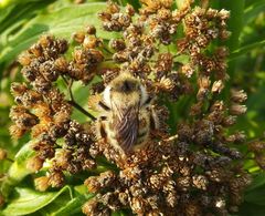 Bombus veteranus