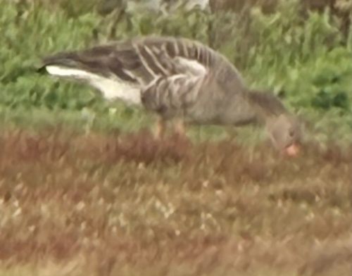 Greylag Goose