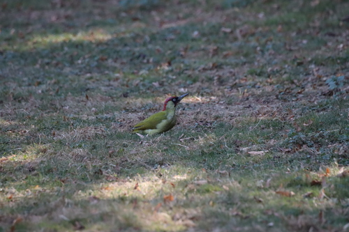 Eurasian Green Woodpecker