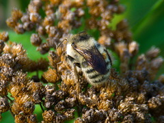 Bombus veteranus