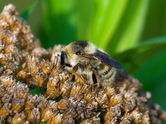 Bombus veteranus