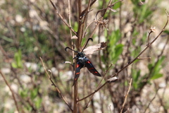 Zygaena lavandulae