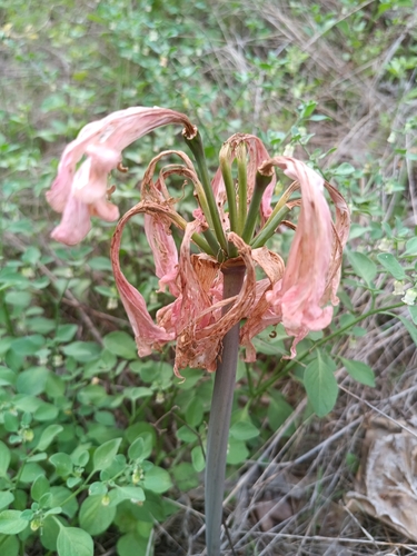 Belladonna Lily