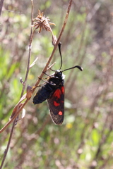 Zygaena lavandulae