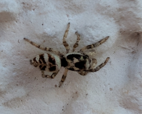 Zebra Jumping Spider