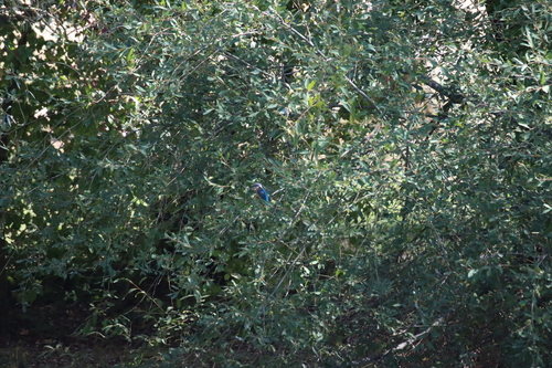 Common Kingfisher