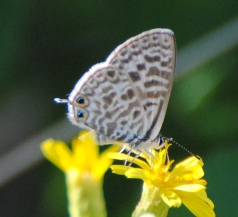 Lang's Short-tailed Blue