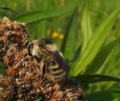 Bombus veteranus