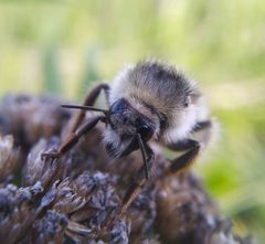 Bombus veteranus