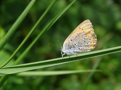 Lycaena dispar