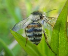 Bombus veteranus