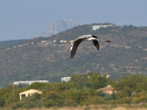 Greater Flamingo