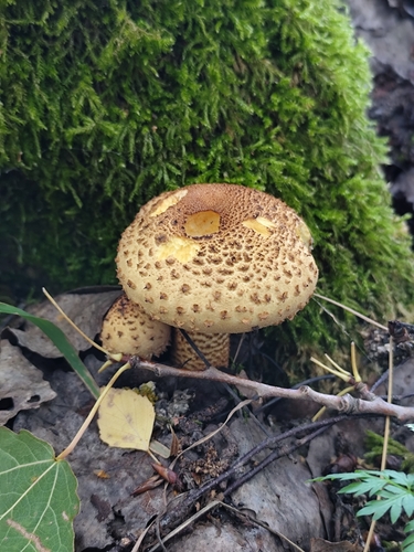shaggy scalycap