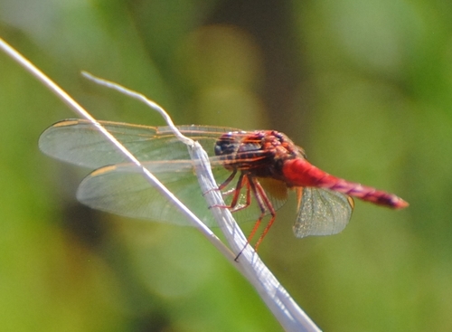 Broad Scarlet