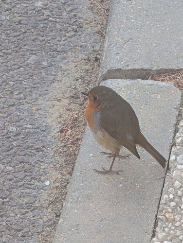 European Robin