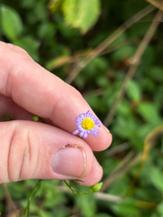 Symphyotrichum divaricatum