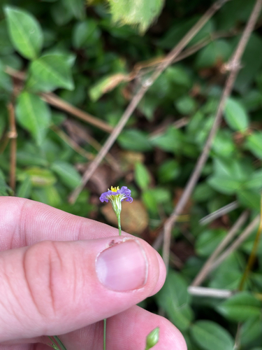 Symphyotrichum divaricatum, photograph 2