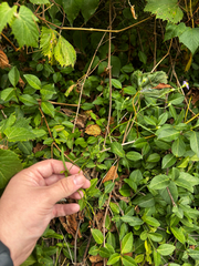 (c) Chris Stahl, some rights reserved (CC BY) Symphyotrichum divaricatum, photograph (c) Chris Stahl, some rights reserved (CC BY)