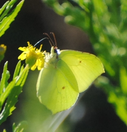 Common Brimstone