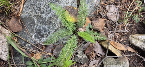 common yarrow