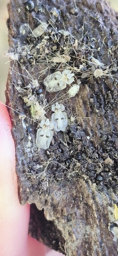 Eastern Sycamore Lace Bug