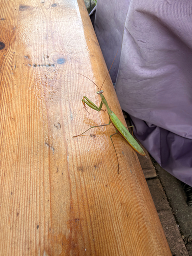 European Mantis