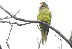 Eupsittula canicularis