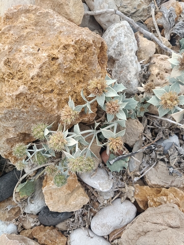 Eryngium maritimum