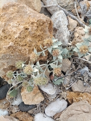 Eryngium maritimum