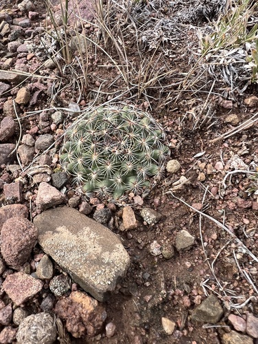 Mountain Ball Cactus