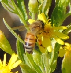 Western Honey Bee