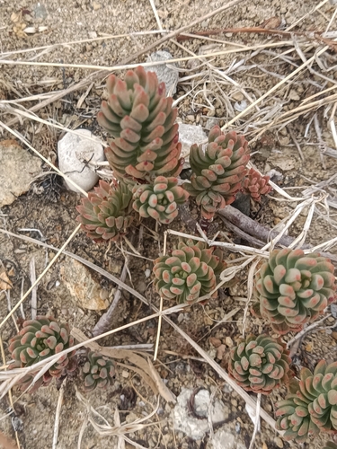 Petrosedum sediforme, photograph 1