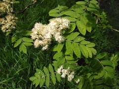 Sorbus aucuparia