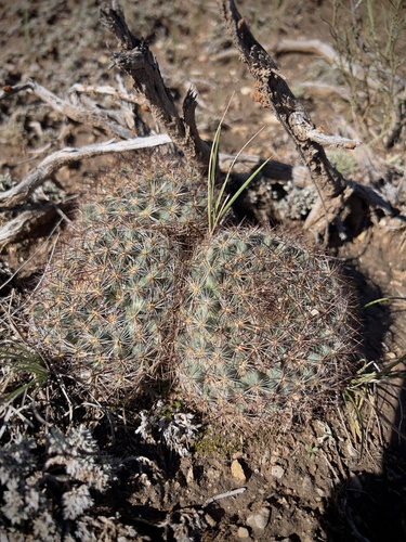 Mountain Ball Cactus