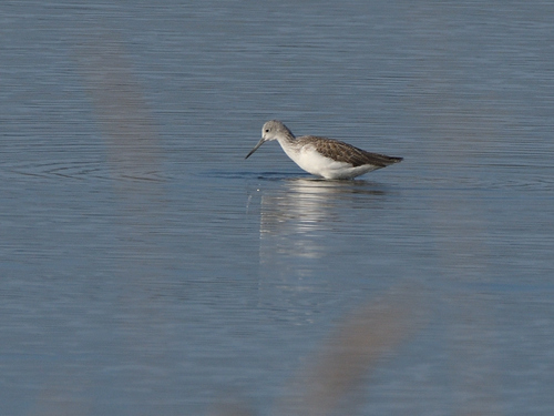 Common Greenshank