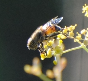 Stripe-eyed Lagoon Fly