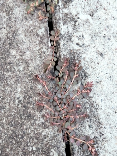 Red Caustic-creeper