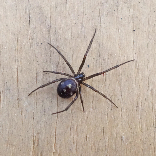 False Black Widow