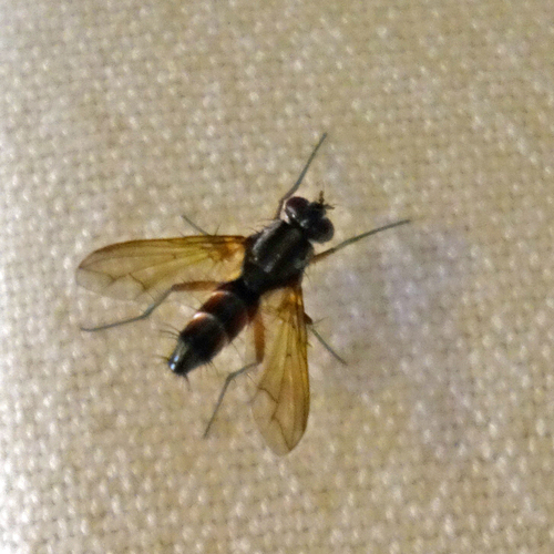 Mintho rufiventris, Netherlands, photo 8 of 10