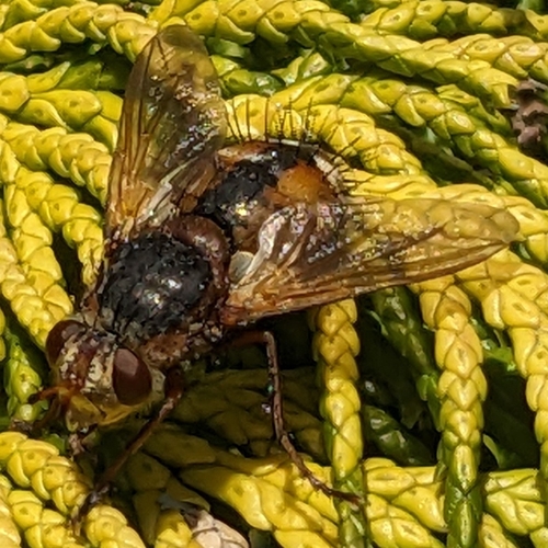 Common Tachinid