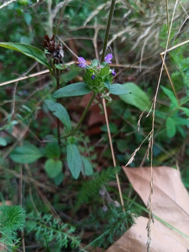 common selfheal
