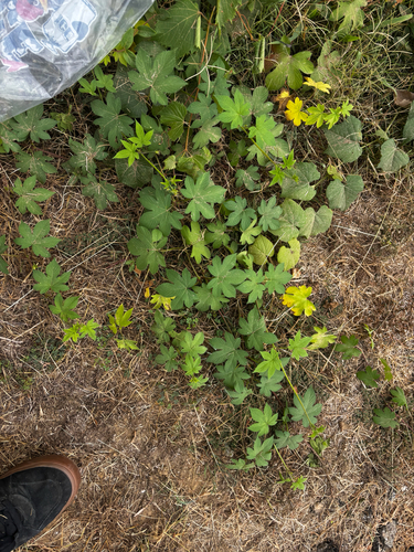 Humulus scandens, photograph 2