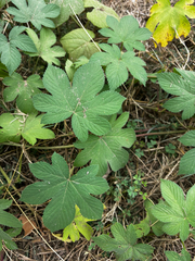 Humulus scandens