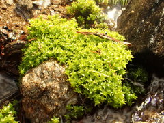Diobelonella palustris