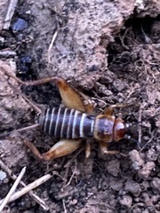 Gryllus lineaticeps